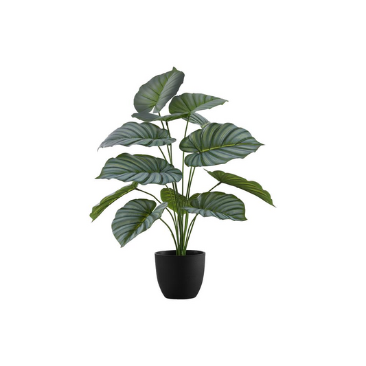 24" Calathea Tree